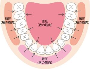 歯並び
