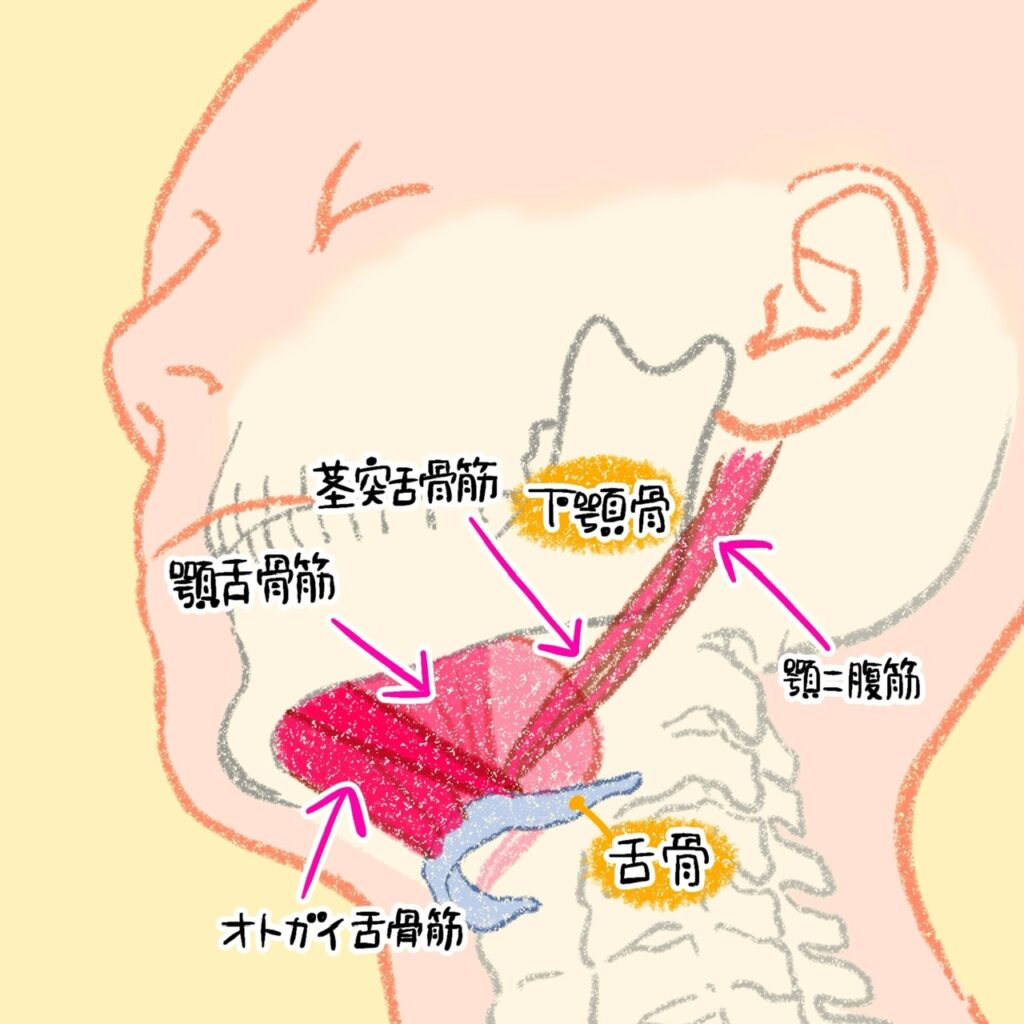 舌骨を取り巻く筋肉群を示すイラスト