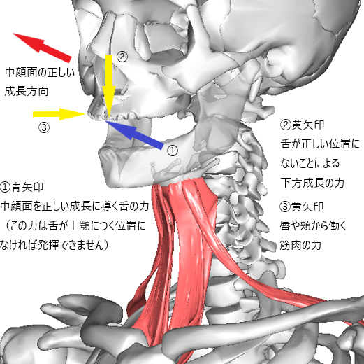 舌が上顎につかない（口呼吸）ことによる骨格への影響
