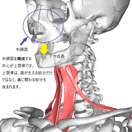 上顎骨は歯と鼻に関わる骨