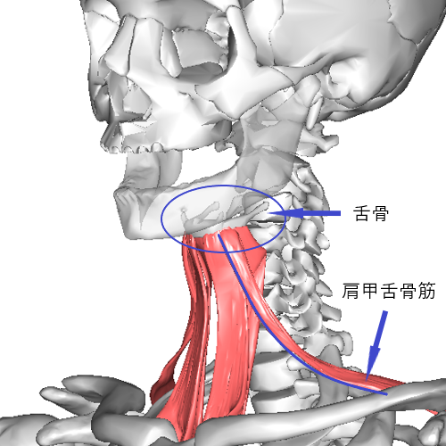 舌骨と肩甲舌骨筋