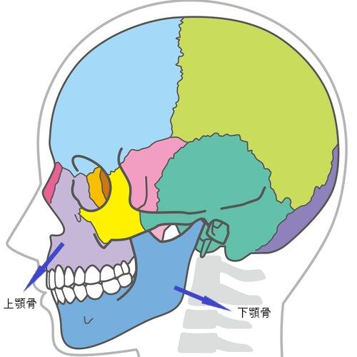 頭蓋骨の構造と上顎・下顎