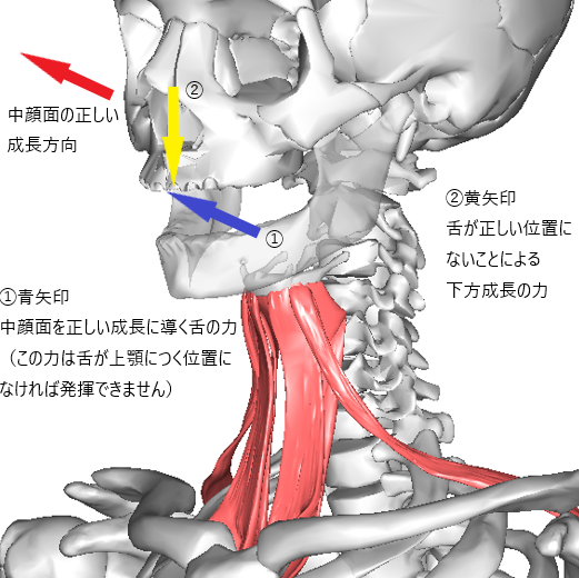 中顔面の発達不良（下方成長）と正しい成長に影響する舌の働き