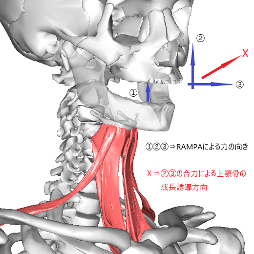 RAMPAで骨格へかける力のベクトル