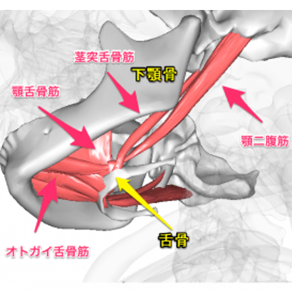 舌骨と下顎に繋がる筋肉群を示すイラスト