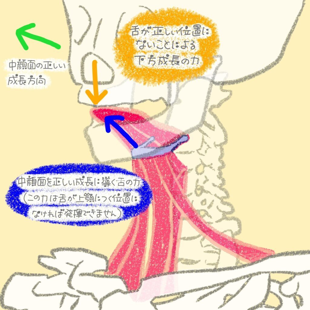 口呼吸と鼻呼吸を舌の働きから見た比較イラスト